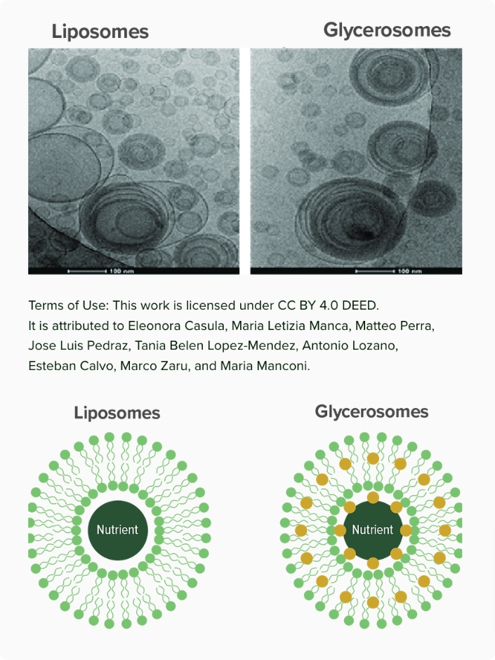 Liposomes vs Glycerosomes